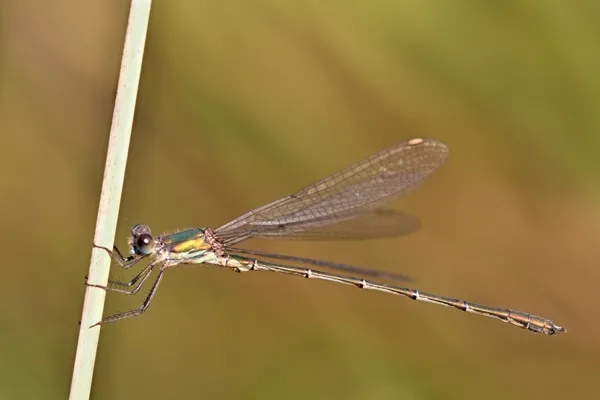 Willow Emarald Damselfly ♂  (2016)