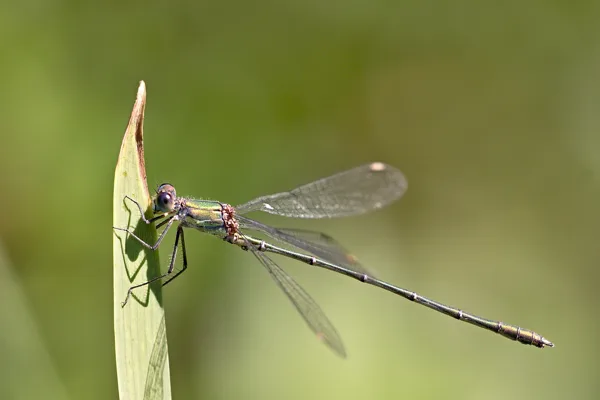Willow Emarald Damselfly ♂  (2016)