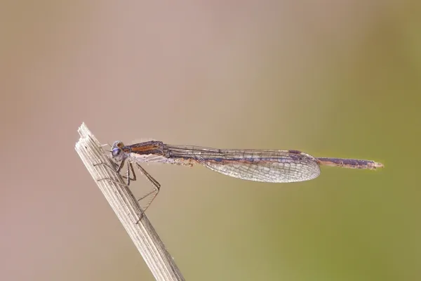Common Winter Damselfly ♂ (2015)