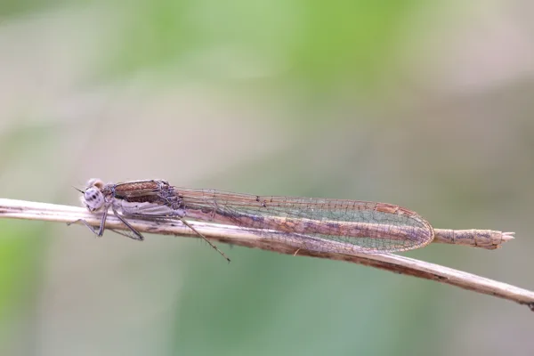 Common Winter Damselfly ♀ (2015)