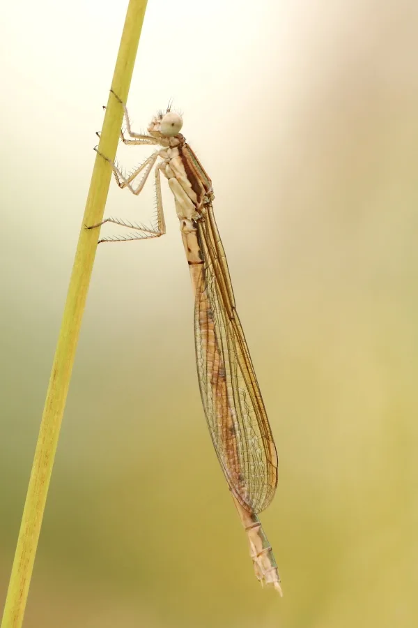 Common Winter Damselfly ♀ (2013)