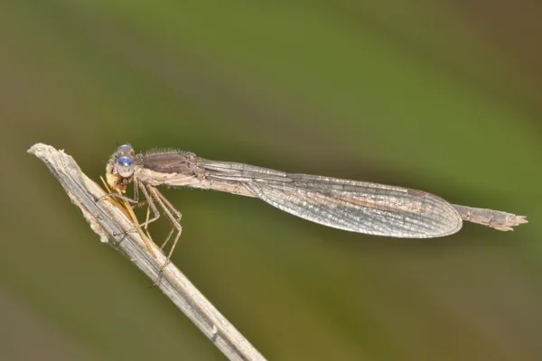 Common Winter Damselfly ♀ (2013)
