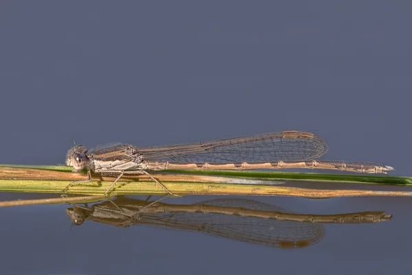 Common Winter Damselfly ♂ (2016)