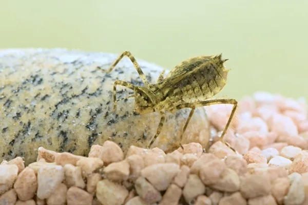 Downy Emerald - larva (2015)