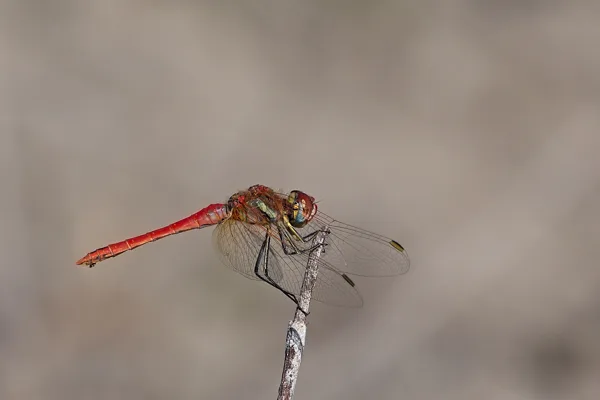 Red-veined Darter ♂ (2017)