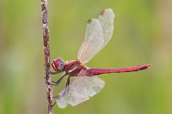 Red-veined Darter ♂ (2017)