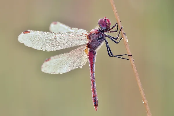 Red-veined Darter ♂ (2017)