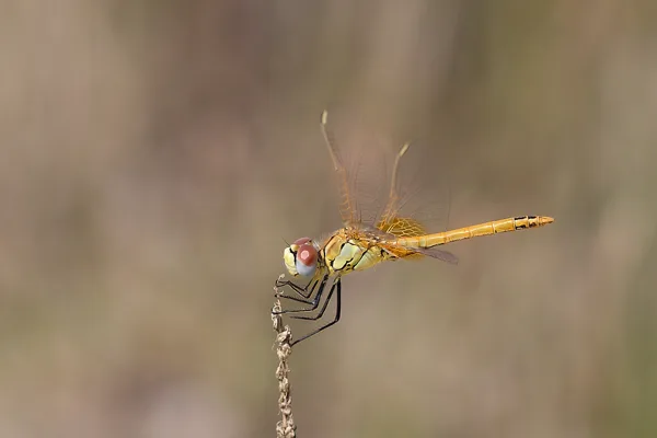 Red-veined Darter ♂ (2015)