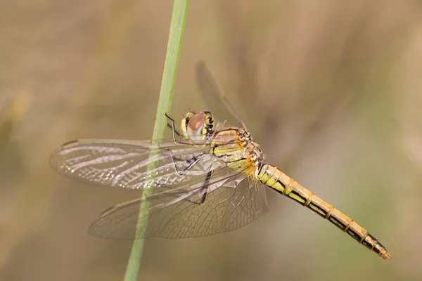 Red-veined Darter ♀ (2015)