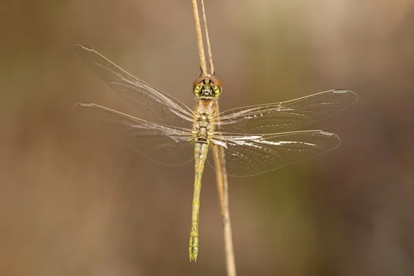 Red-veined Darter ♀ (2015)
