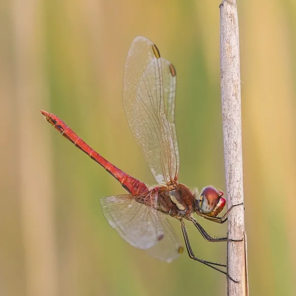 Red-veined Darter ♂ (2017)