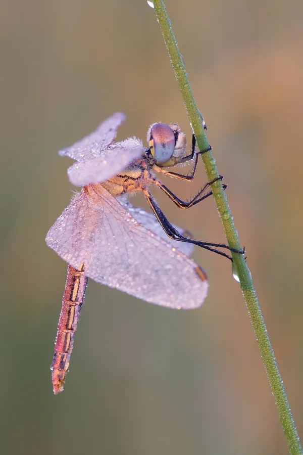 Red-veined Darter ♀ (2017)