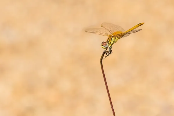 Red-veined Darter ♂ (2015)