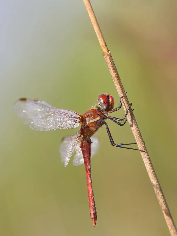 Red-veined Darter ♂ (2017)