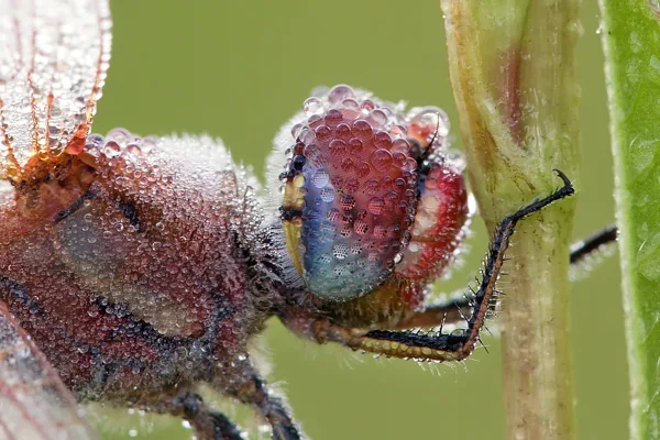 Red-veined Darter ♂ (2017)