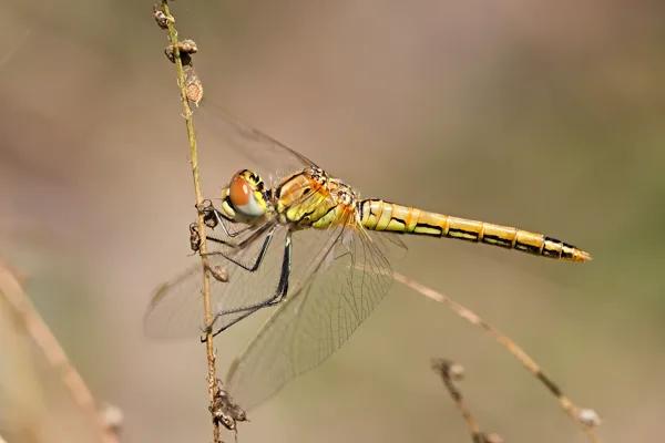 Red-veined Darter ♀ (2017)
