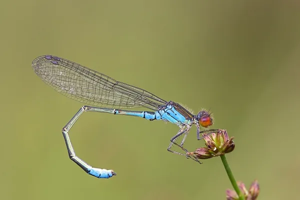 Small Red-eyed Damselfly ♂ (2016)