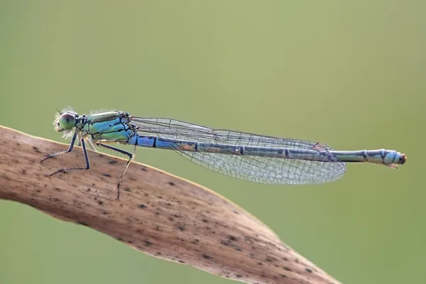 Small Red-eyed Damselfly ♀ (2016)