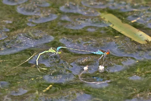 Small Red-eyed Damselfly ♂ +♀ (2016)