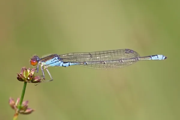 Small Red-eyed Damselfly ♂ (2016)