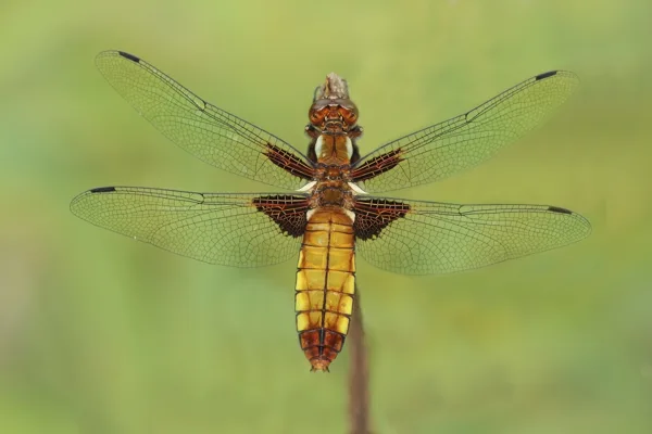 Broad-bodied Chaser ♀ (2014)