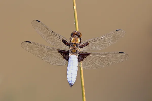 Broad-bodied Chaser ♂ (2015)