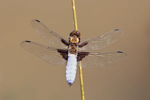 Broad-bodied Chaser ♂ (2015)