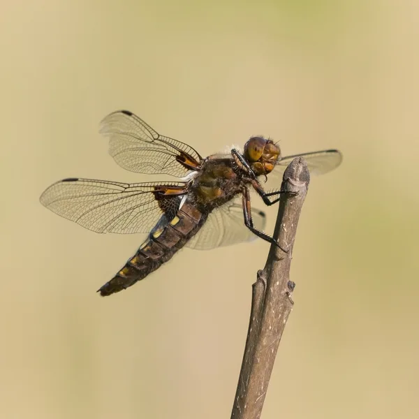 Broad-bodied Chaser ♀ (2014)