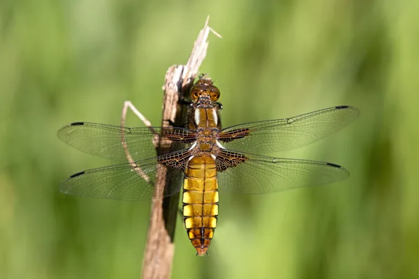 Broad-bodied Chaser ♀ (2017)