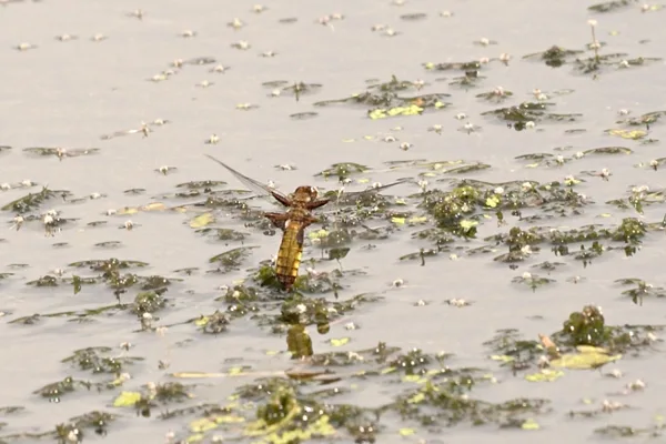 Broad-bodied Chaser ♀ (2015)