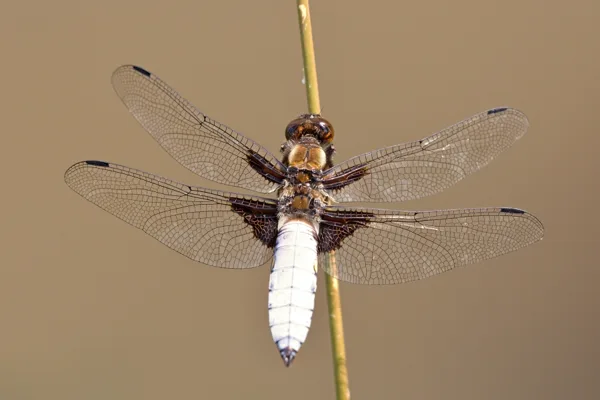 Broad-bodied Chaser ♂ (2015)