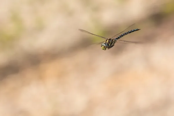 Common hawker ♂ (2015)
