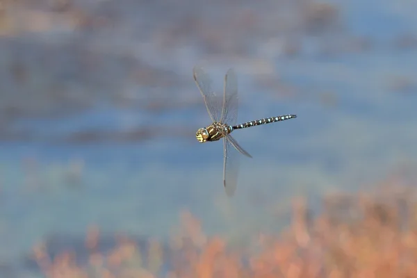 Common hawker ♂ (2015)