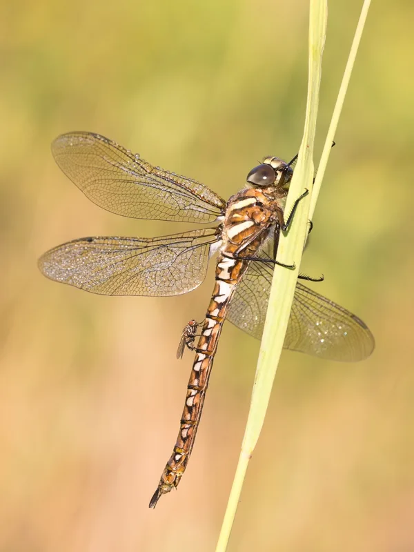 Common hawker ♀ (2016)