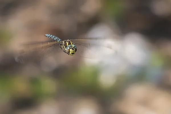 Common hawker ♂ (2015)