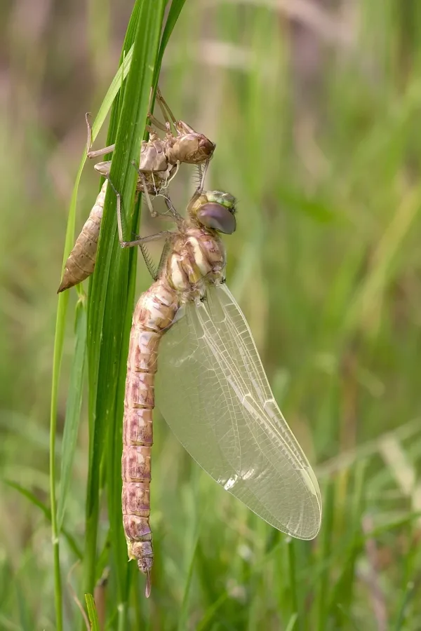 Common hawker ♀ (2017)