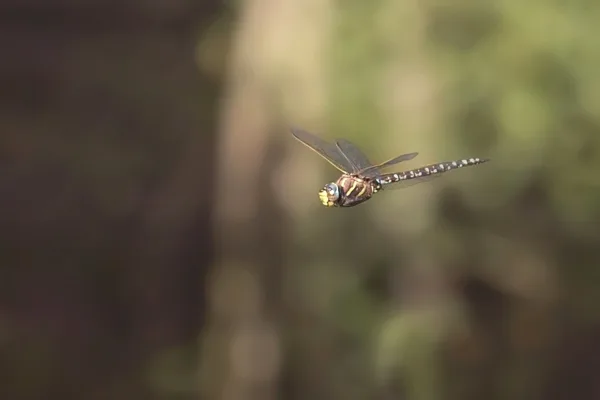 Common hawker ♂ (2016)