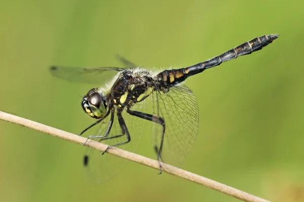 Black Darter ♂ (2013)