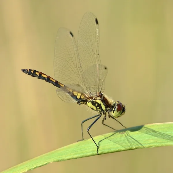 Black Darter ♂ (2013)