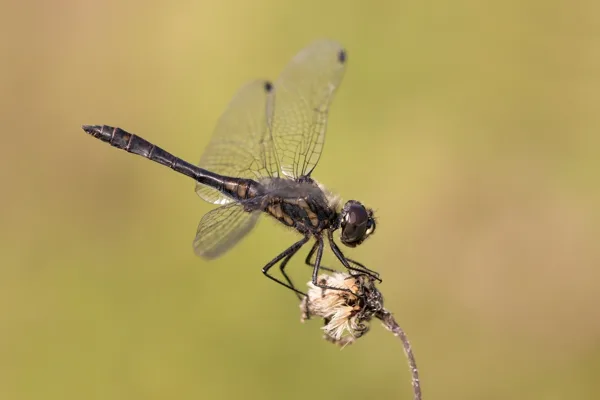 Black Darter ♂ (2015)