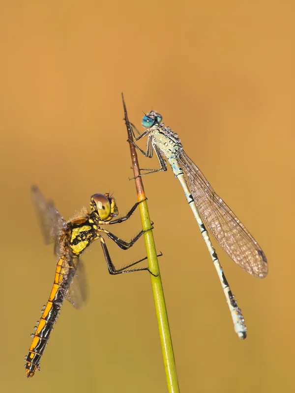 Black Darter ♀ (2016)
