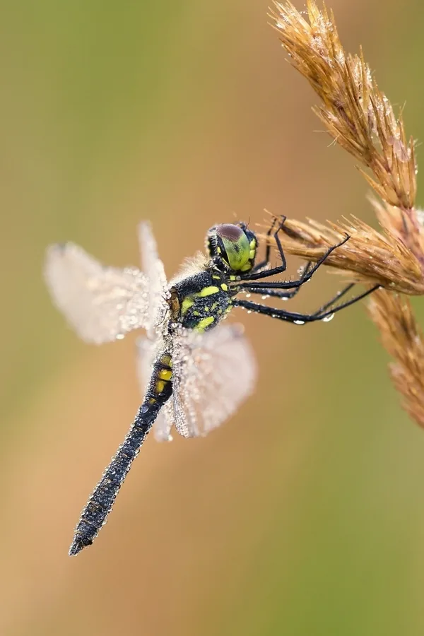 Black Darter ♂ (2016)