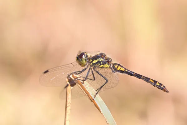 Black Darter ♂ (2015)