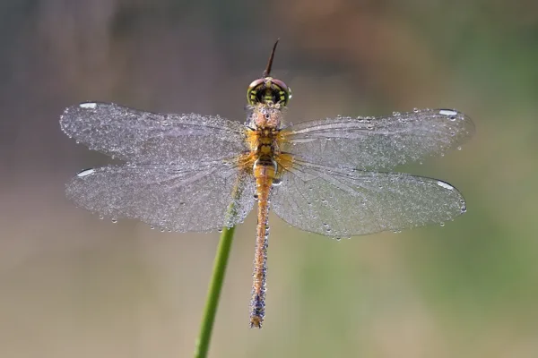 Black Darter ♀ (2016)