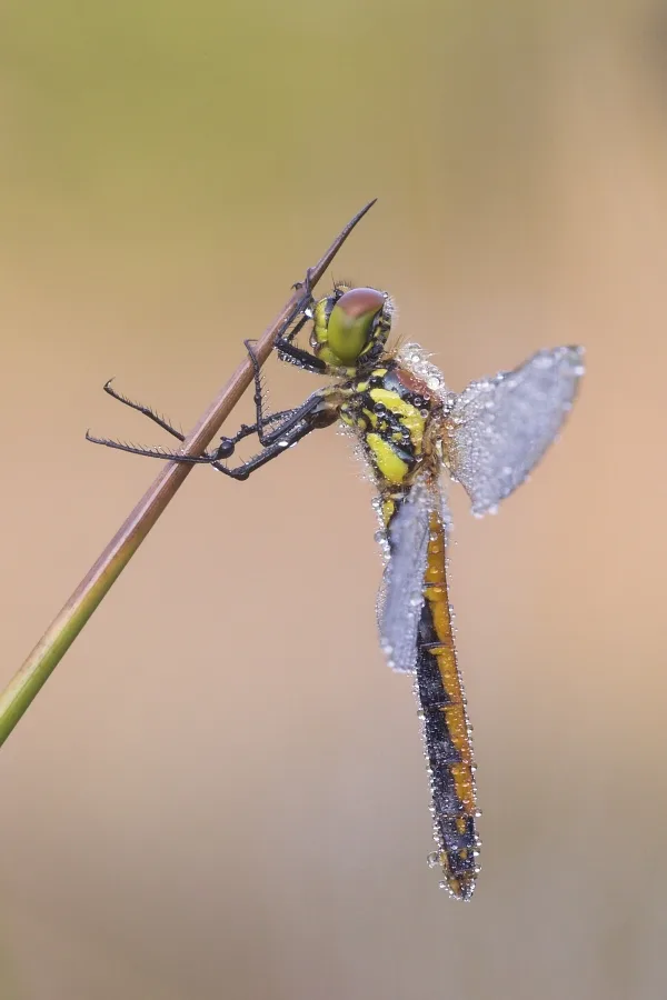 Black Darter ♀ (2016)