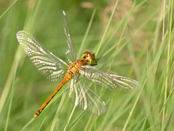 Black Darter ♀ (2015)