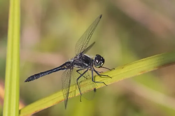 Black Darter ♂ (2016)
