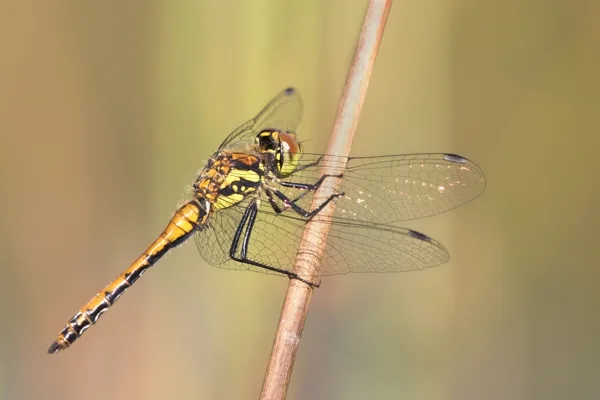 Black Darter ♂ (2016)
