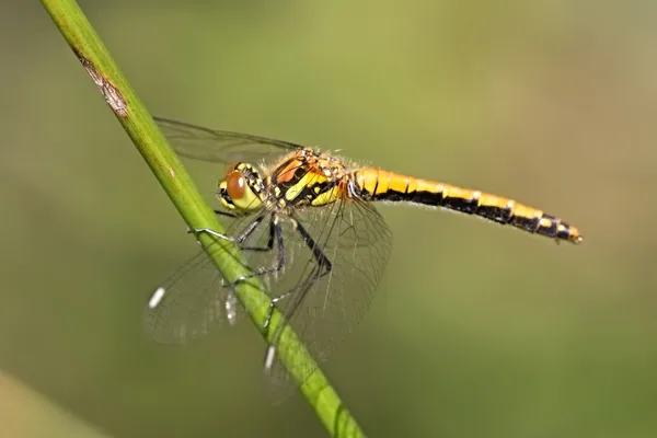 Black Darter ♀ (2016)