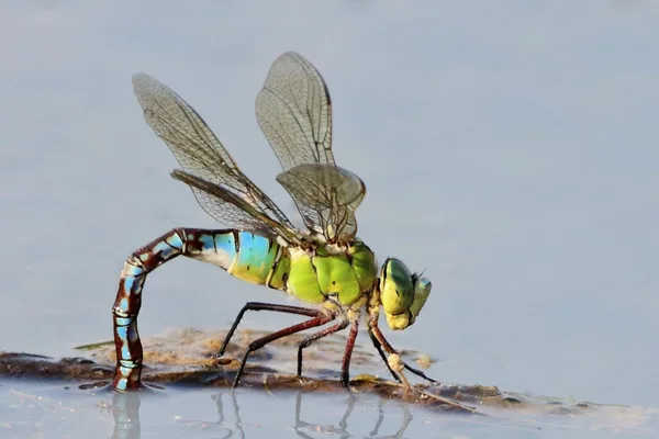Emperor Dragonfly ♀ (2013)